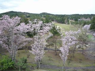 桜の花が満開だった『宍戸ヒルズカントリークラブ』